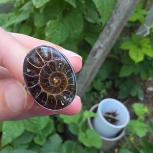 AMMONİT KOLEKSİYON GÜMÜŞ  8,50GR YÜZÜK A16